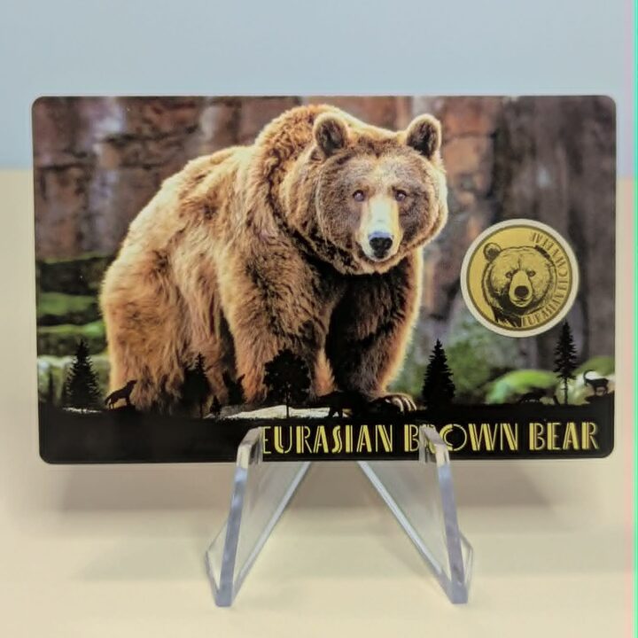 Eurasian Brown Bear