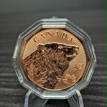Canadian Bear front view
