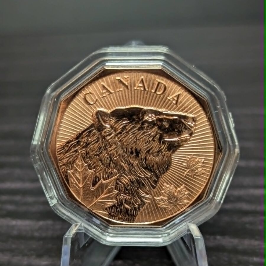 Canadian Bear