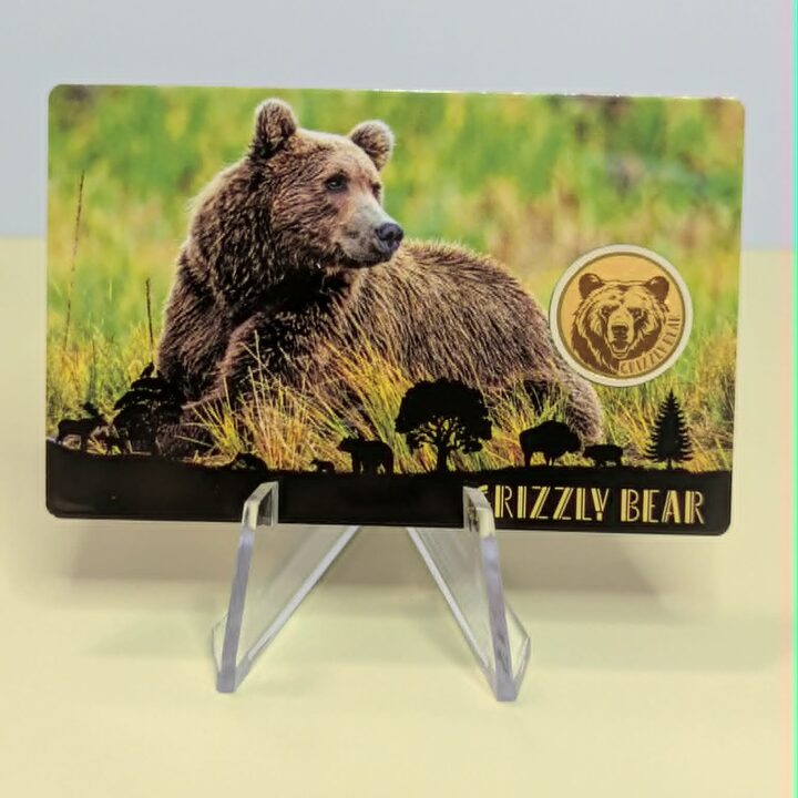 Grizzly Bear