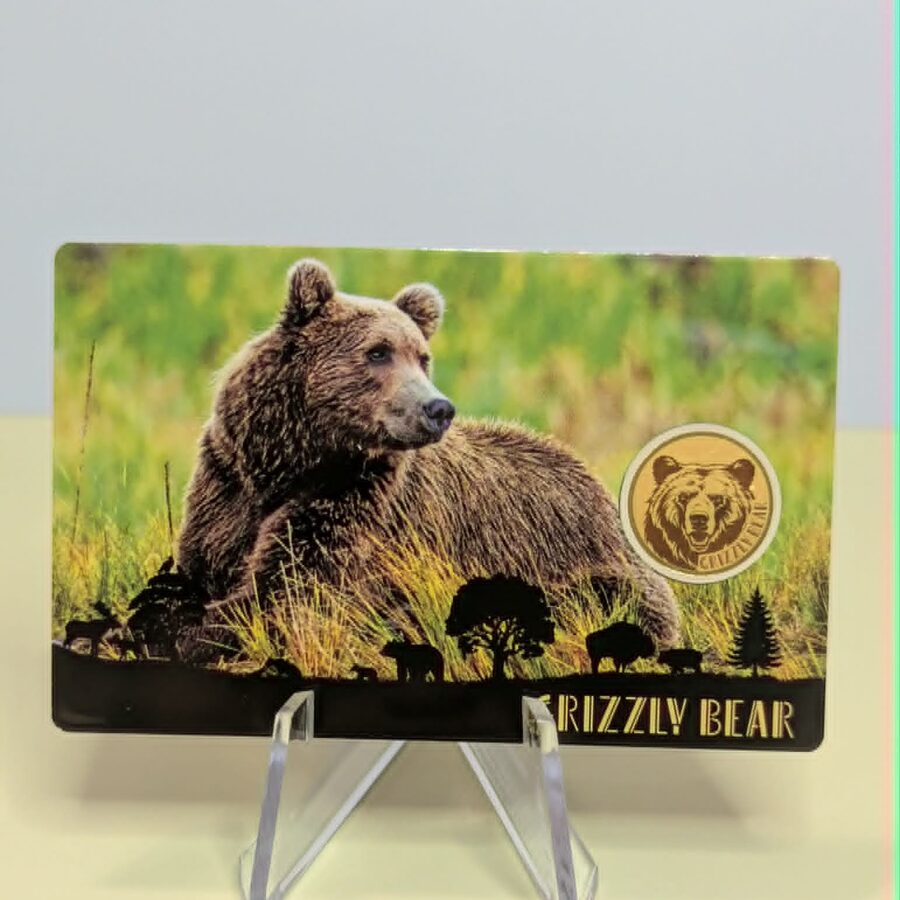 Grizzly Bear